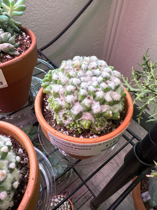 Mammilaria erusamu (#281758293)