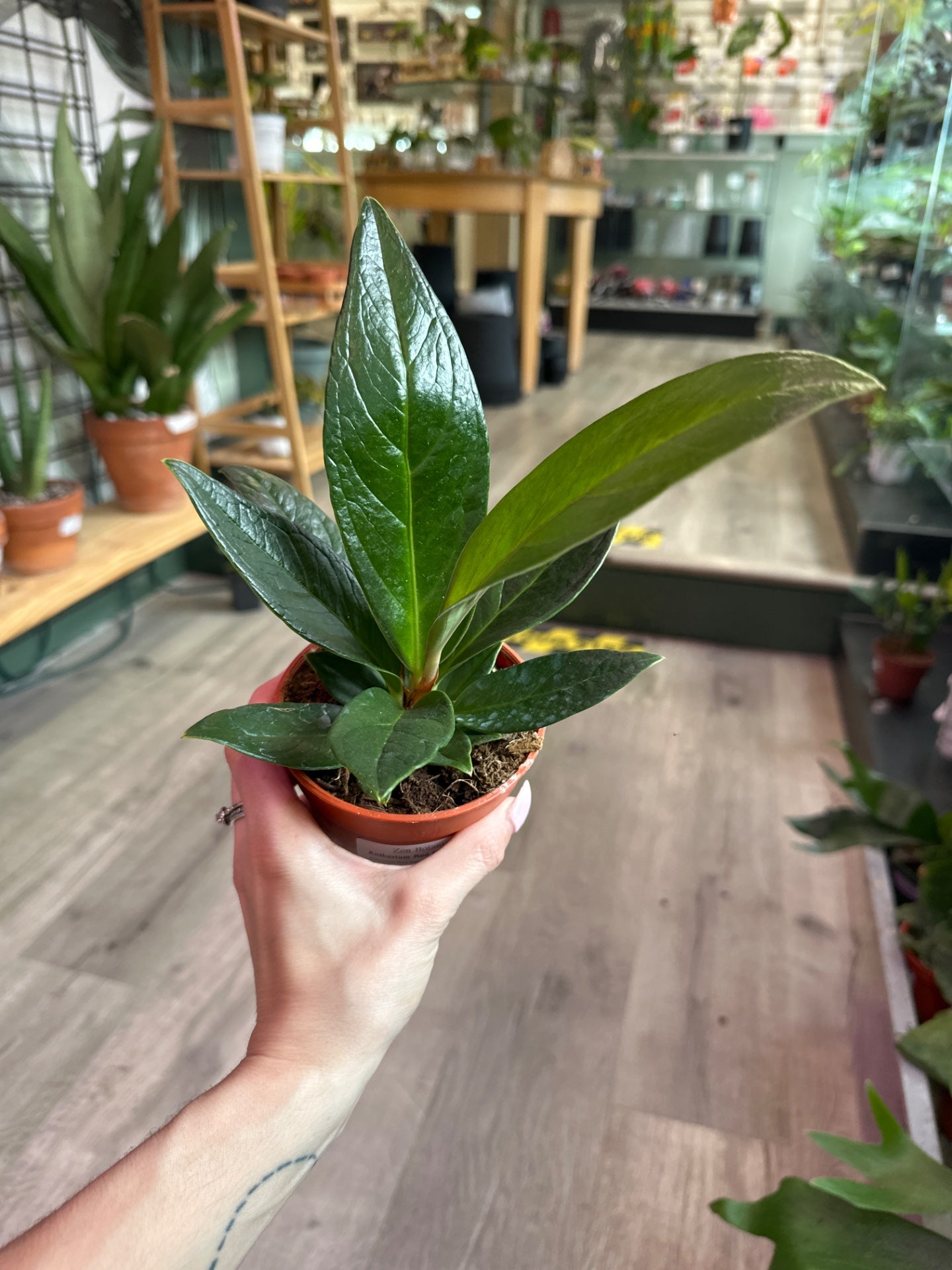 Anthurium Red flag (#873879668)