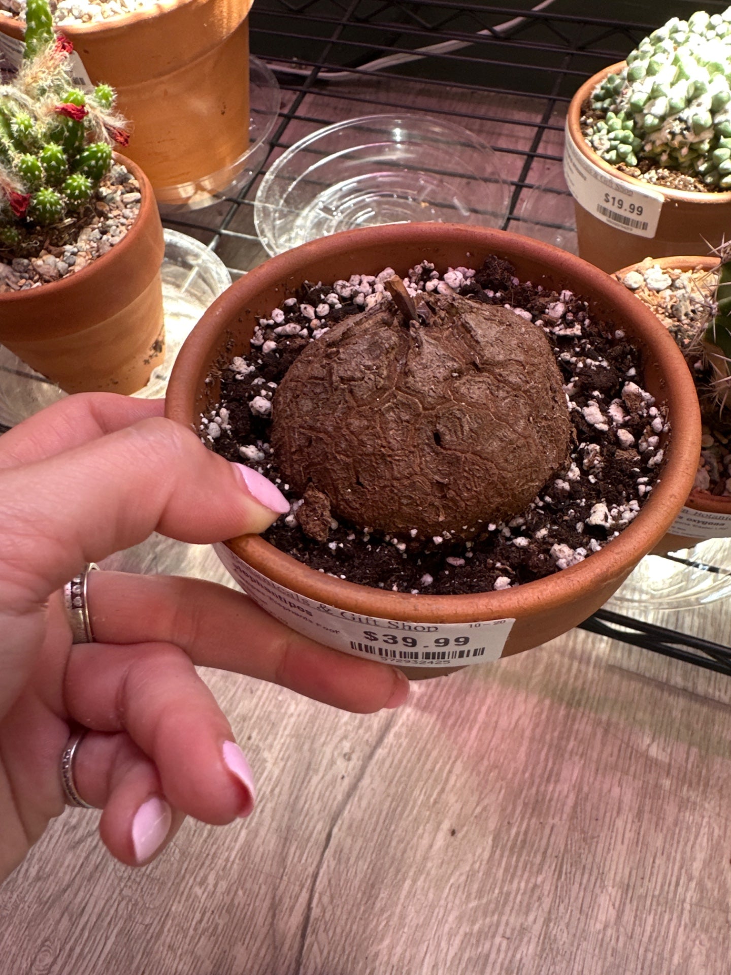 Dioscorea elephantipes 'Elephants Foot' (#572932425)