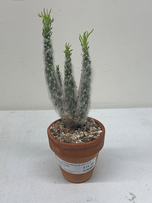 Opuntia vestita [ID #71149845]