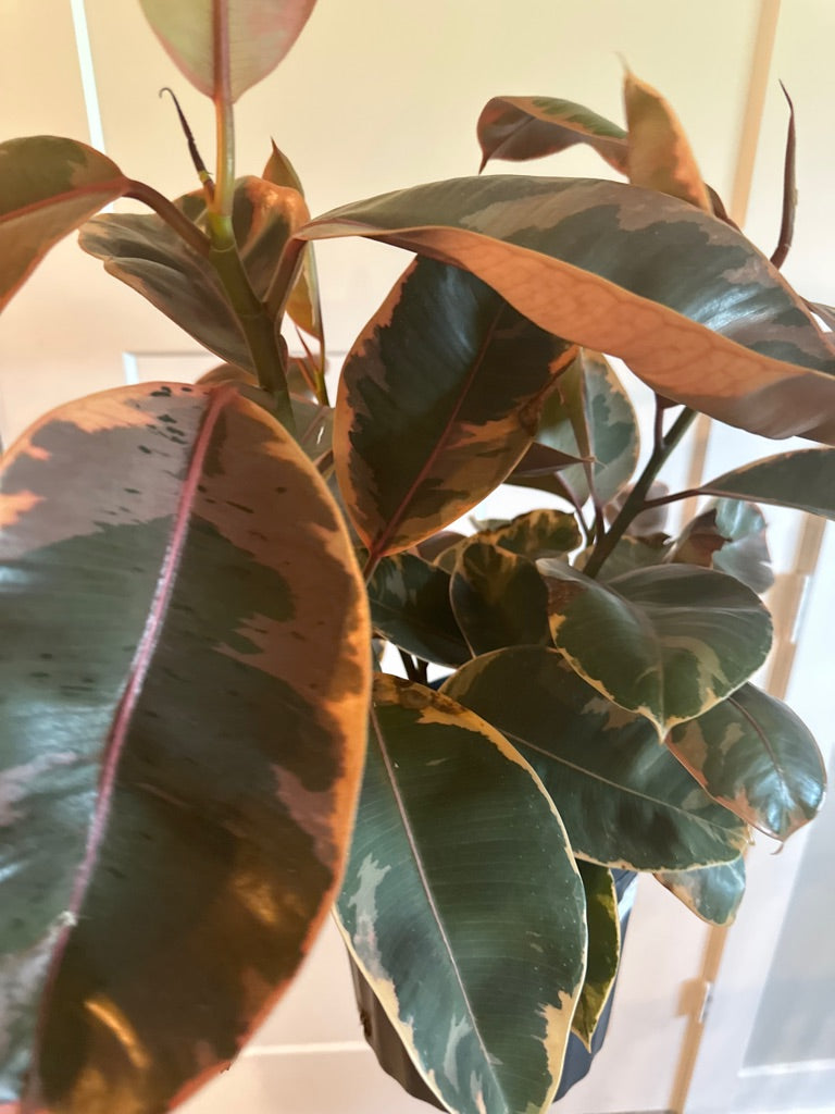 Ficus cv. 'Tineke' (#925129904)