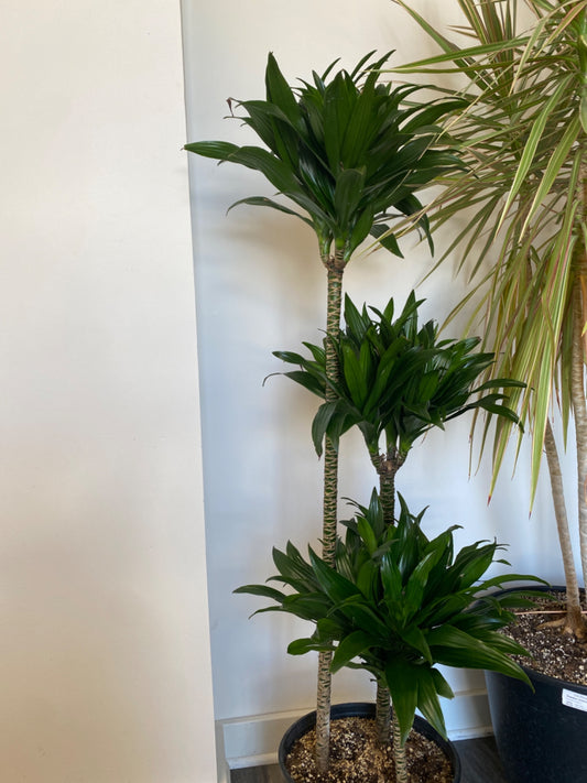 Dracaena Janet Craig (10" Nursery Pot) [ID #6527200]