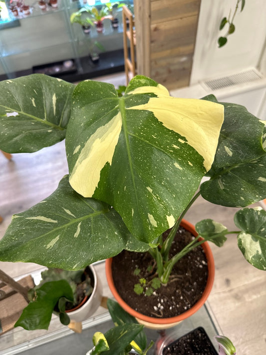 Monstera deliciosa 'Thai Constellation' (#520817614)