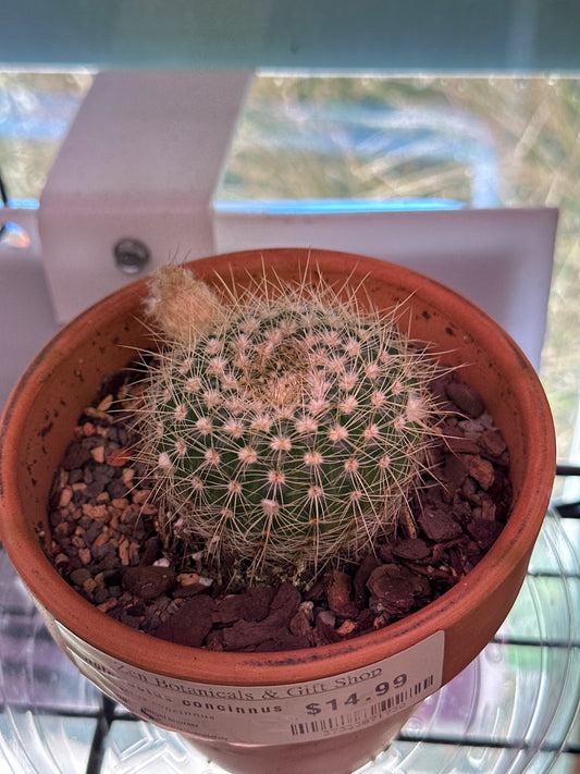 Notocactus Concinnus (4") [ID #37333871730]