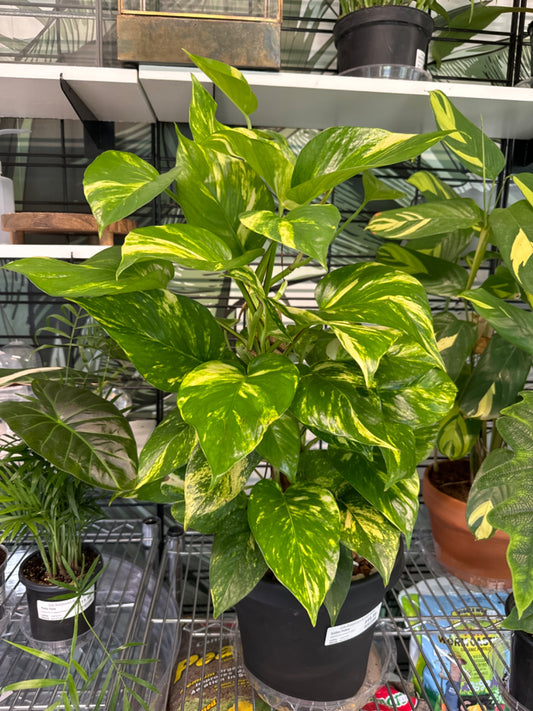 Pothos Golden (8" On Stake) [ID #10297433]