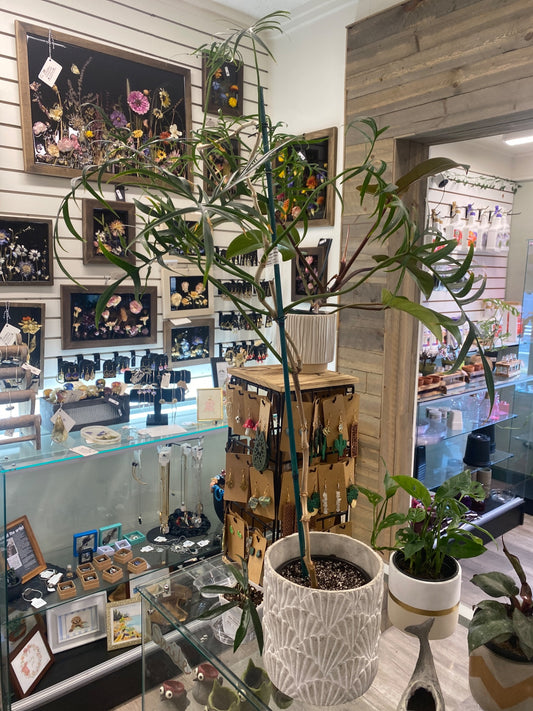 Philodendron polypodioides (#465811916)