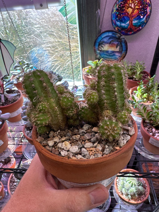 Echinopsis chamaecereus 'Peanut Cactus' (4" Clay Pot) [ID #63074470]