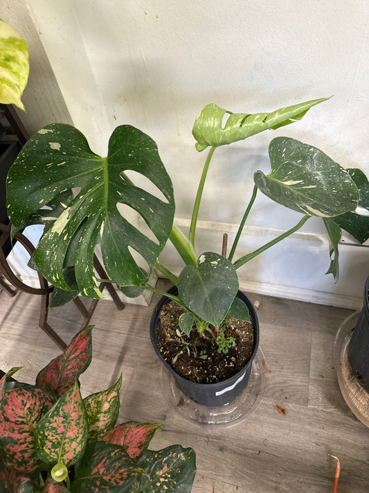 Monstera deliciosa 'Thai Constellation' (#241696460)