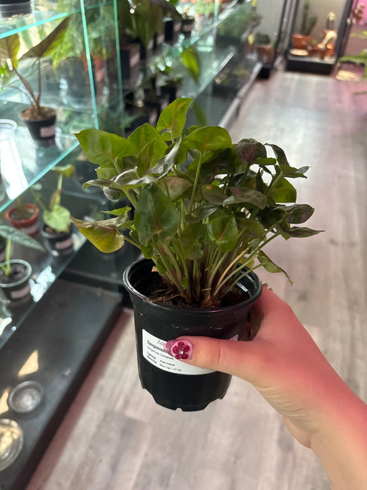 Syngonium Christmas (#185312764)