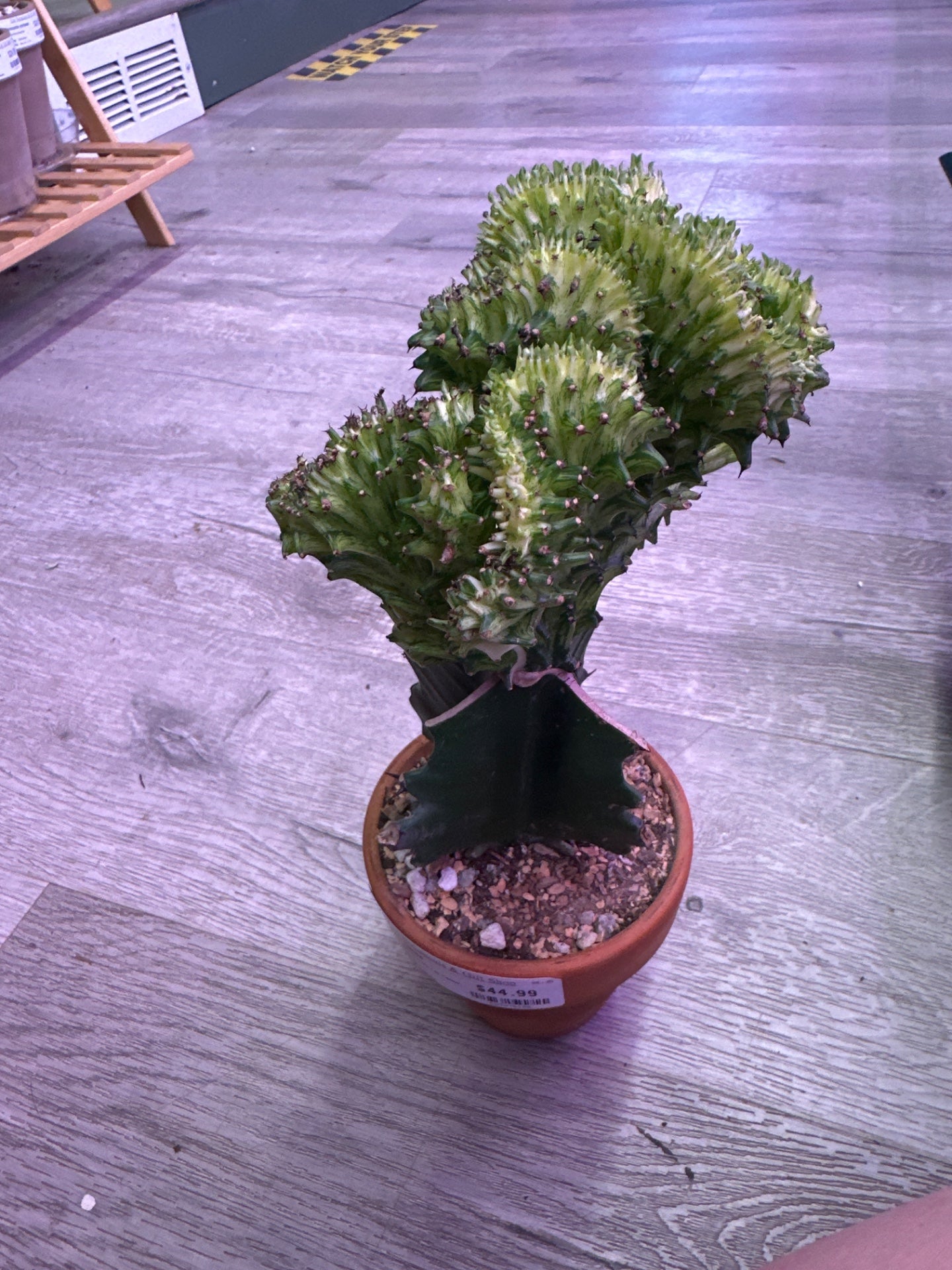 Euphorbia lactea 'Mermaid Tail Yellow' (#639078180)
