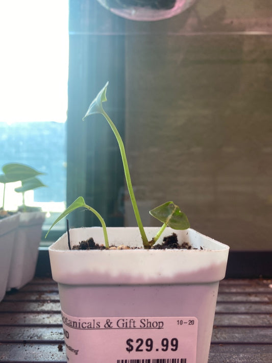 Anthurium noID '2x seedling' (#268917628)
