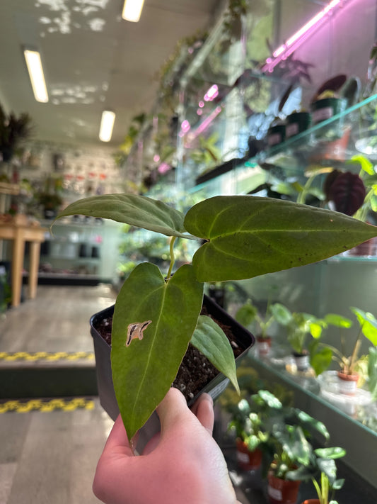 Anthurium red crystallinum (#122292136)