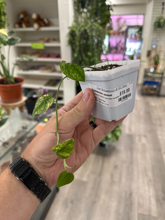 Epipremnum aureum 'Cebu Blue variegated ' (#894182548)