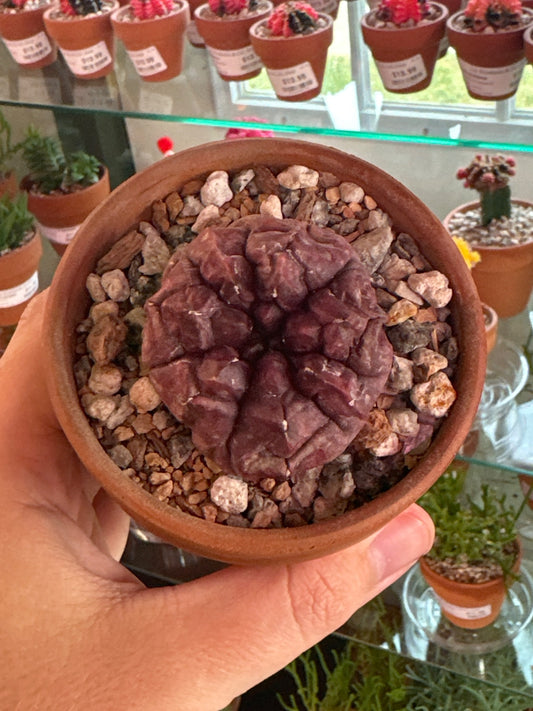 Gymnocalycium Day Dream (3.5" Clay Pot) [ID #27825701]