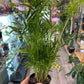 Chamaedorea elegans 'Bella Palm' (#820365434)