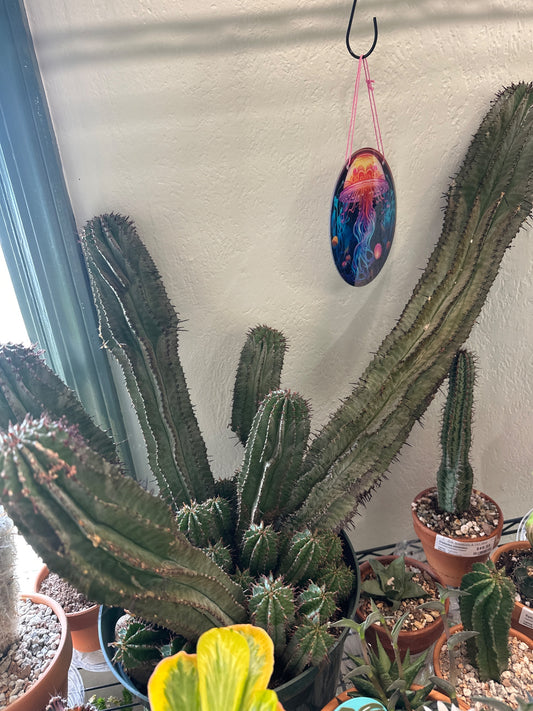 Euphorbia polygona (#729134036)