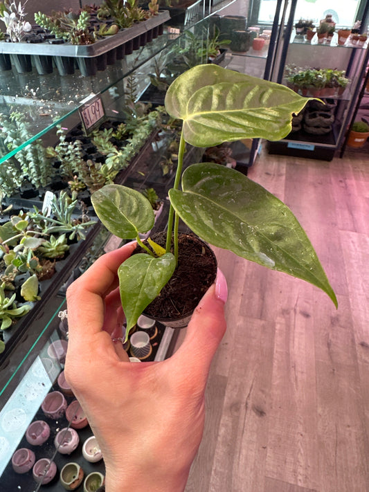 Anthurium cv. 'King Veitchii' (#376644198)