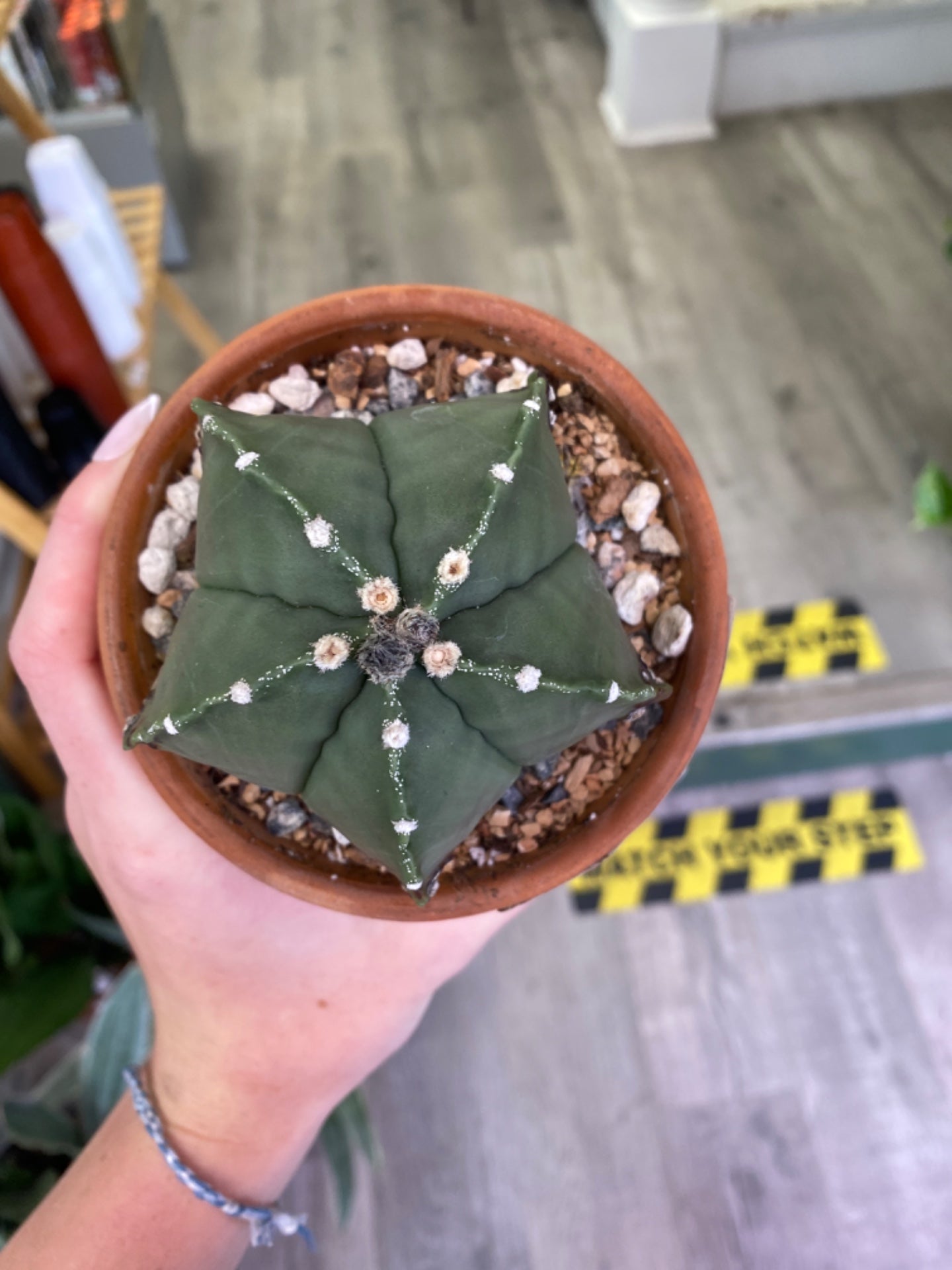 Astrophytum Myriostigma 'Green' (4") [ID #22770825063]