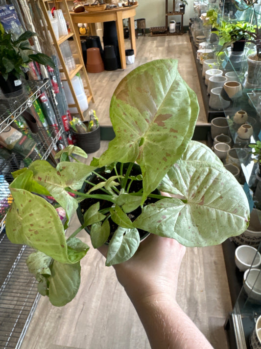 Syngonium Milk Confetti (4" Nursery Pot) [ID #65623140]