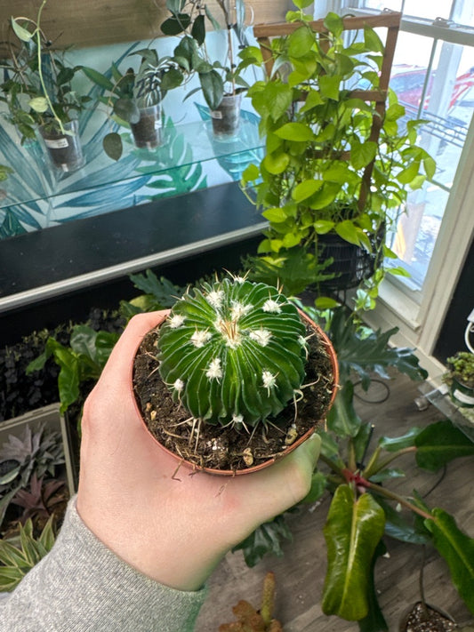Stenocactus Multicostatus (#906606137)