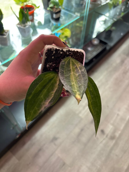 Hoya macrophylla 'Pot of Gold' (#111025868)