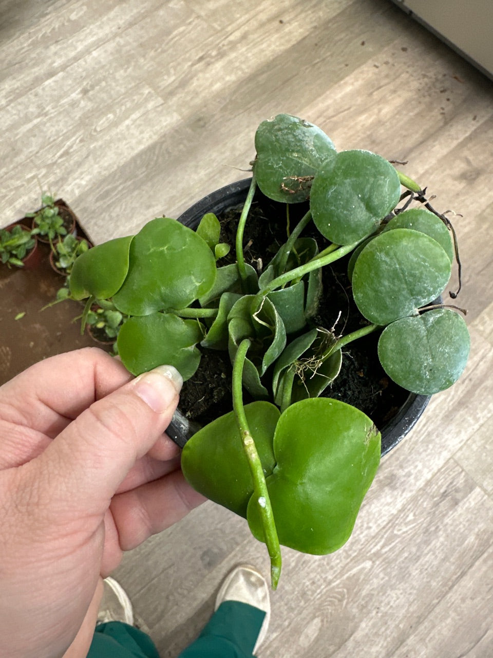 Dischidia cv. 'Platyphylla' (#777861905)