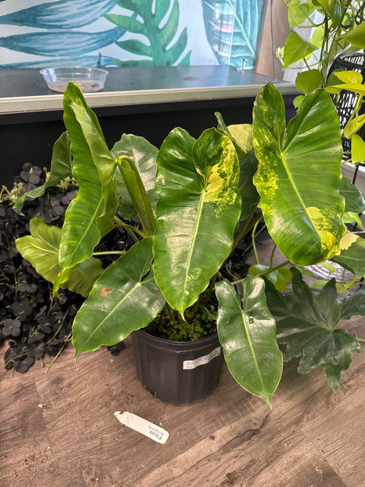 Philodendron Burle-marxii 'Burle Marx Variegated' (#852521282)