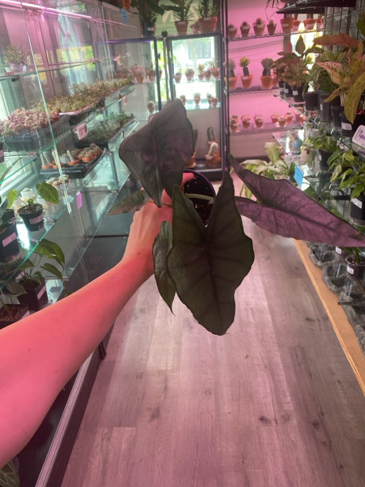 Alocasia heterophylla 'Dragon's Breath sport' (#817640883)