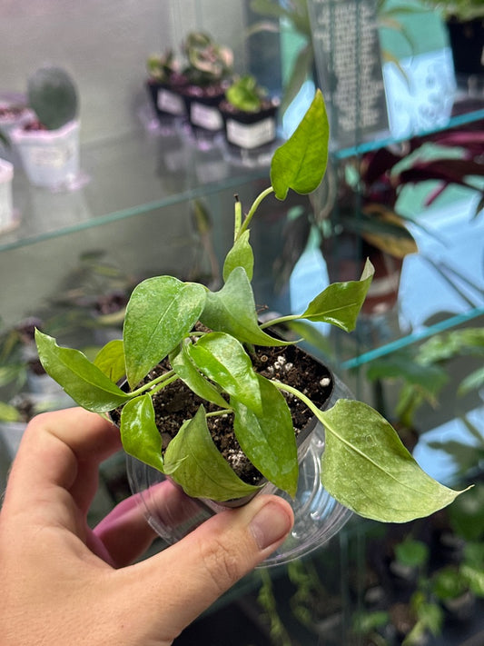 Epipremnum Aureum 'Skeleton Key' (#246233046)