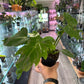 Philodendron Mayoi 'tahiti' (#617560126)