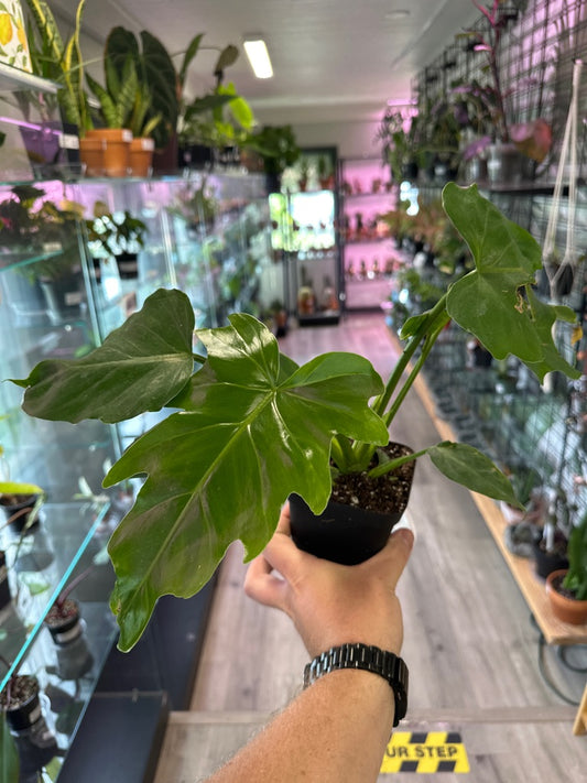 Philodendron Mayoi 'tahiti' (#617560126)