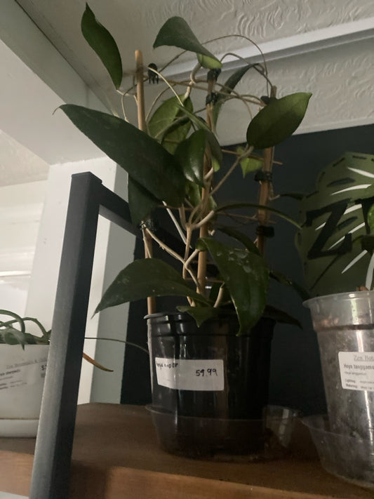 Hoya nap03 (#653453782)