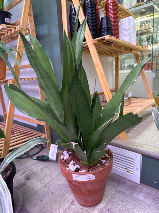 Sansevieria Snake Plant (8") [ID #96451391974]