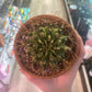 Gymnocalycium Yellow Marble (4") [ID #6271664]