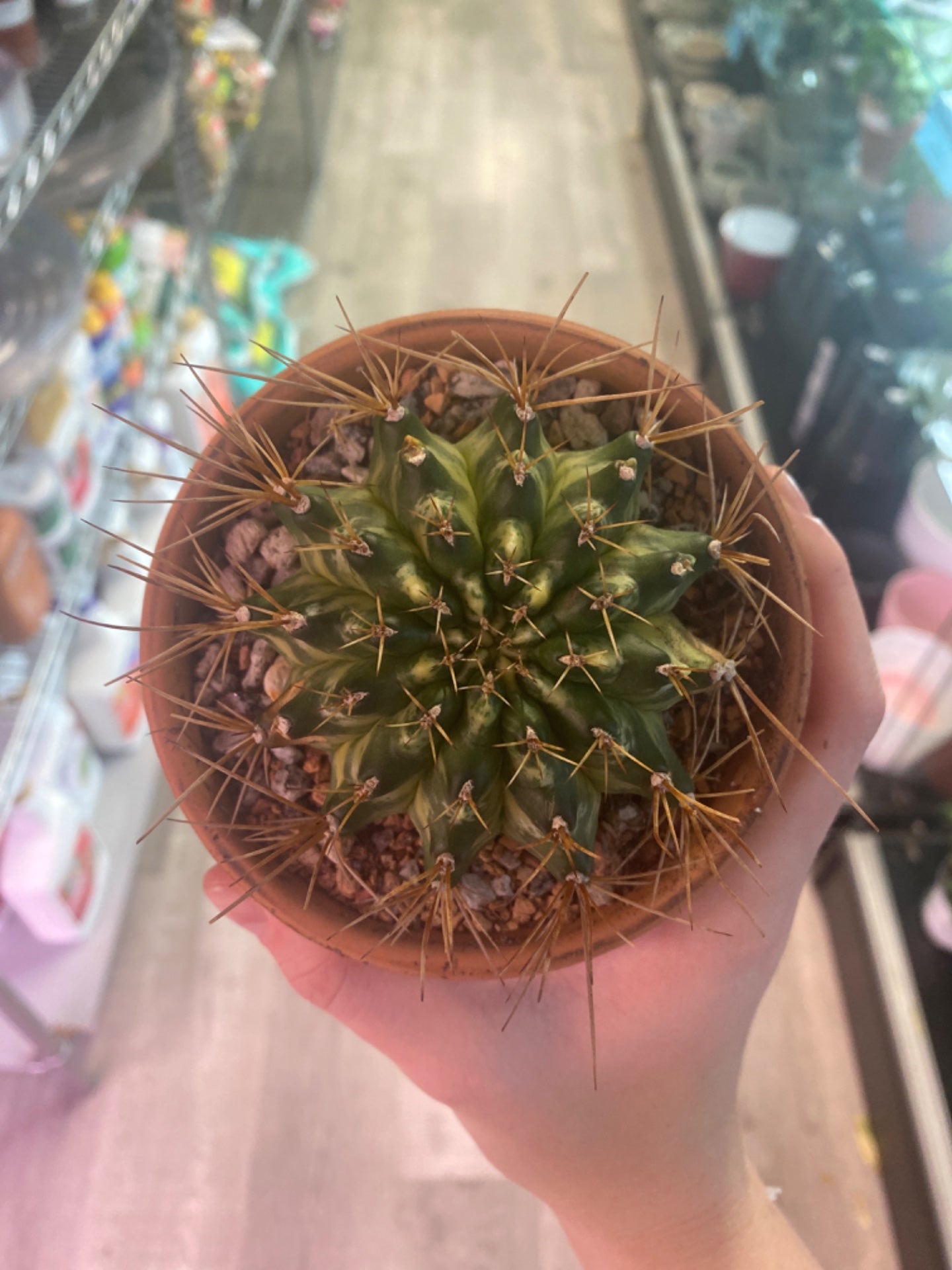 Gymnocalycium Yellow Marble (4") [ID #6271664]