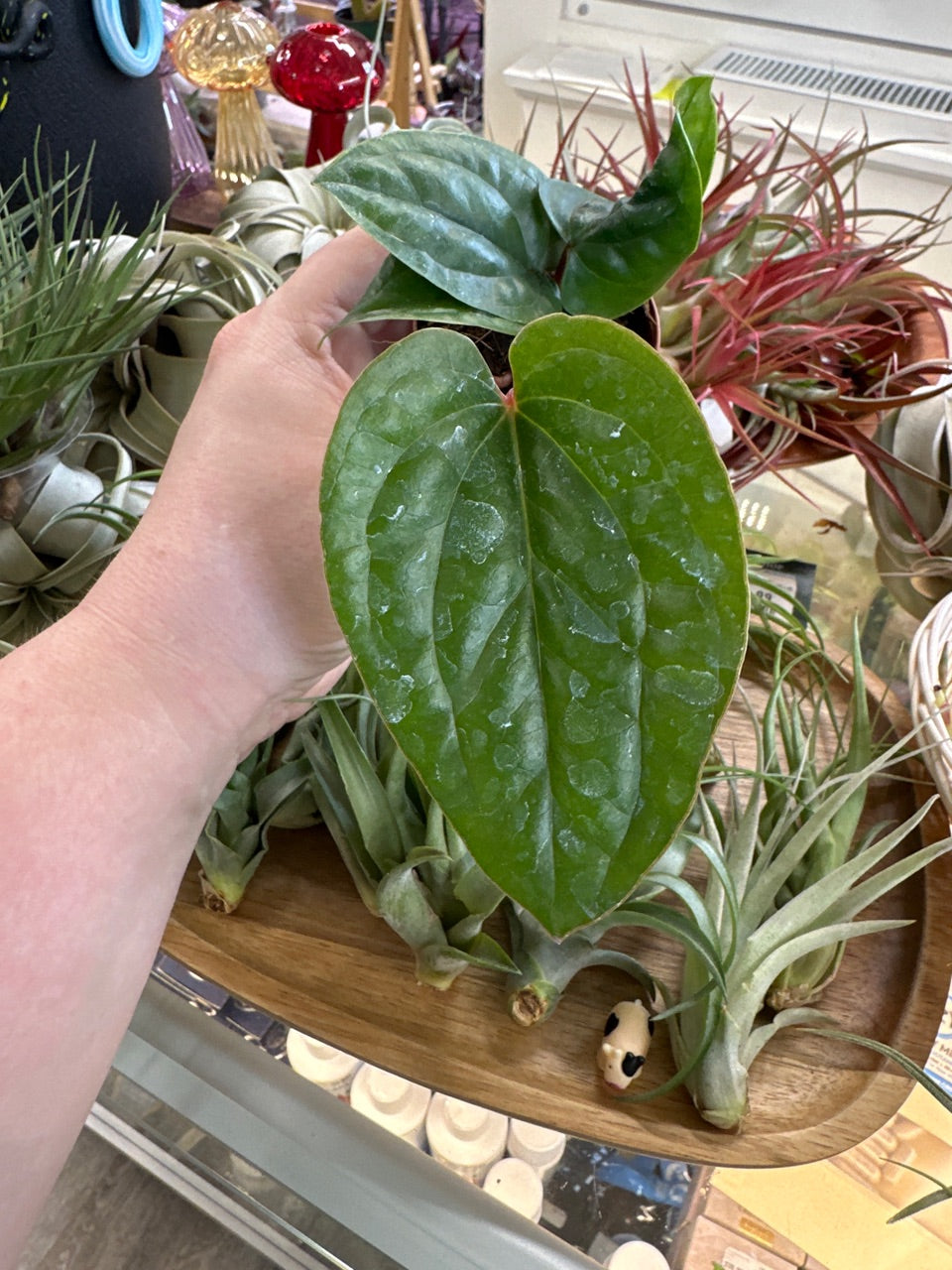 Anthurium luxurians X radicans  (#955854915)