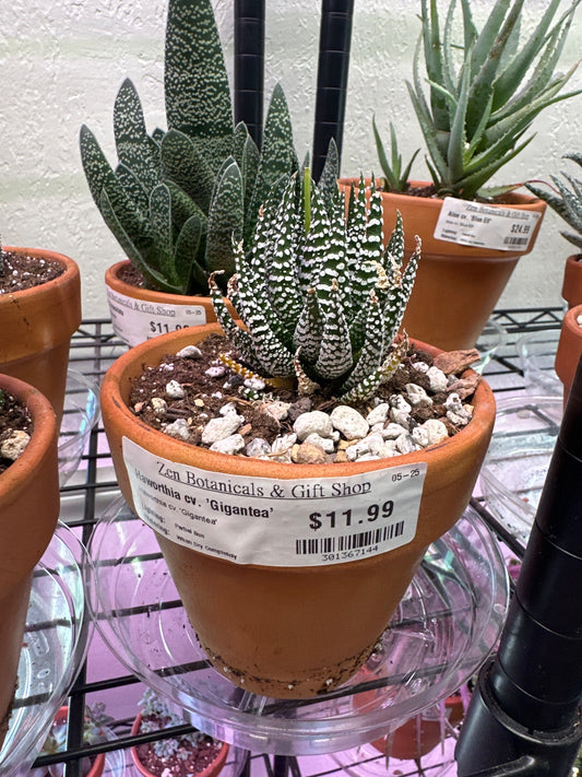 Haworthia cv. 'Gigantea' (#301367144)