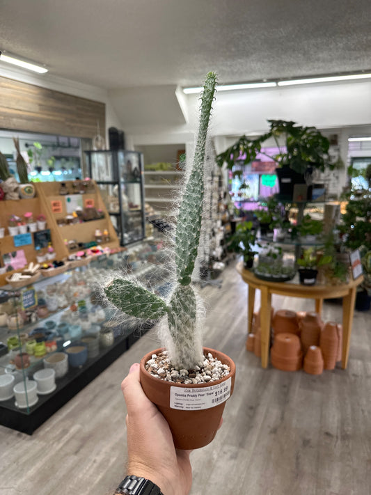 Opuntia Prickly Pear 'Snow' (4") [ID #73924612721]