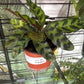 Calathea lancifolia 'Rattlesnake' (#361760738)