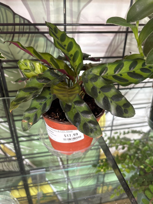 Calathea lancifolia 'Rattlesnake' (#361760738)