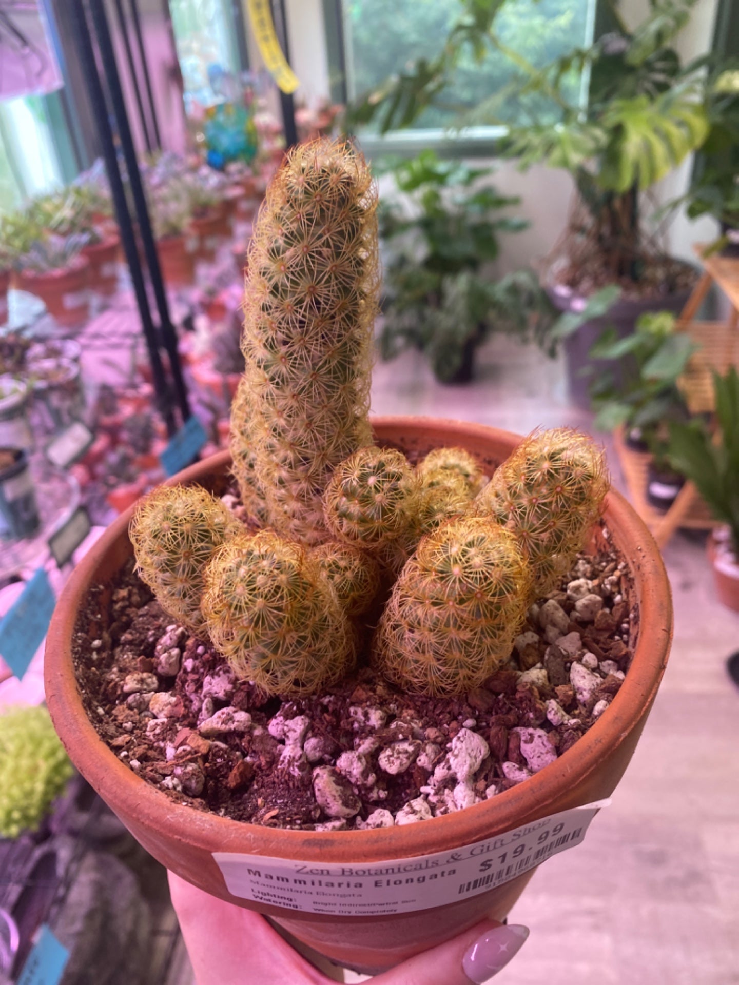 Mammilaria Elongata (6") [ID #91584968716]