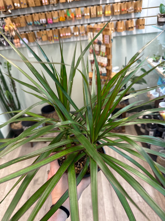 Dracaena spp. (5" Nursery Pot) [ID #32393052]