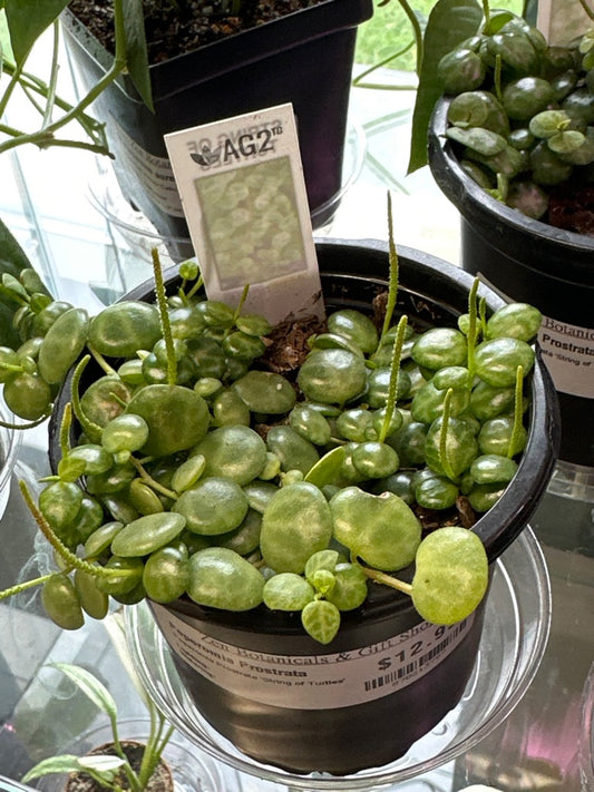 Peperomia Prostrata 'String of Turtles' (#878213797)