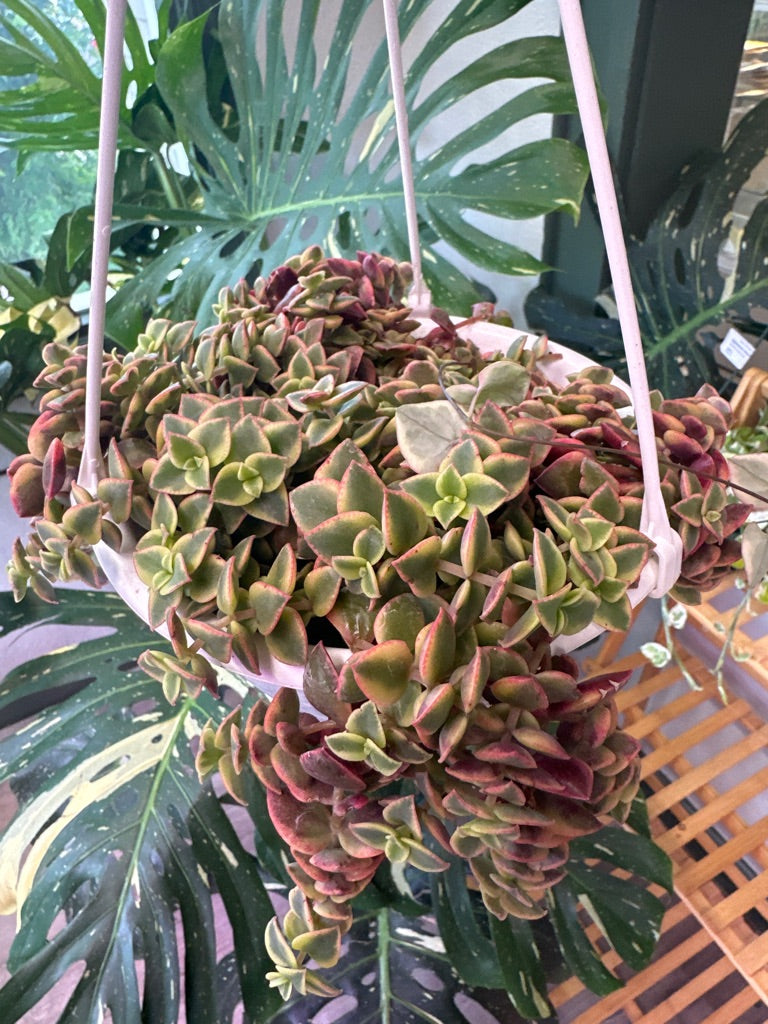 Crassula Cv. 'Calico Kitten' (#970240379)