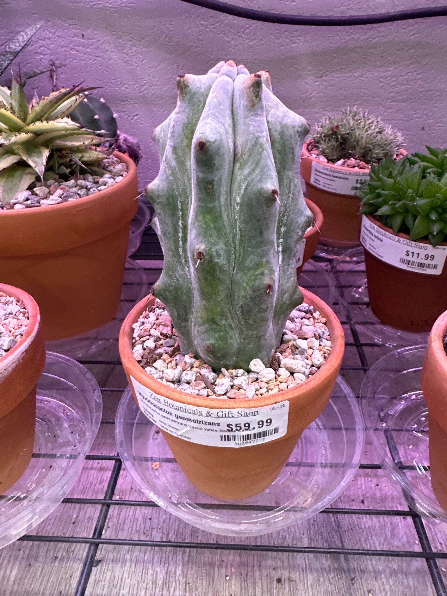 Myrtillocactus geometrizans 'Ghost White Boobie Cactus' (#983947777)