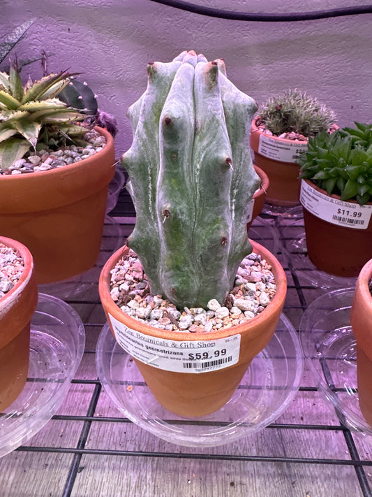 Myrtillocactus geometrizans 'Ghost White Boobie Cactus' (#983947777)