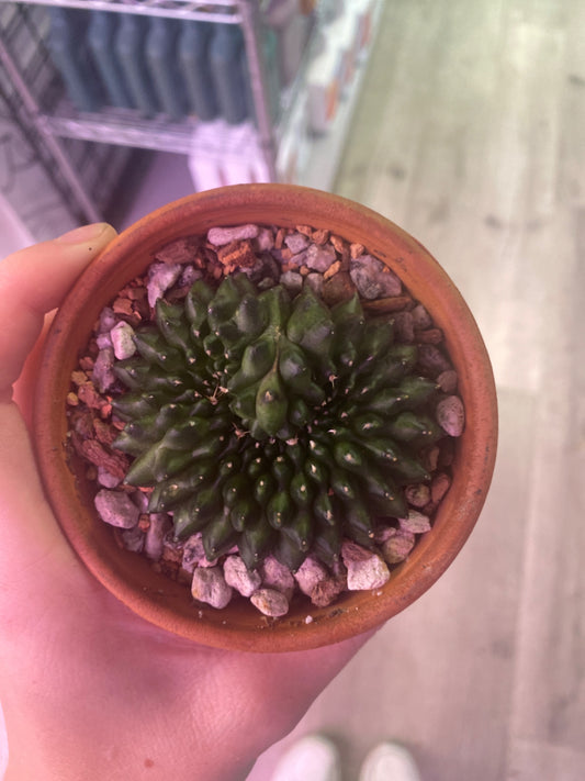 Gymnocalycium mihanovichii Inermis Cristata ‘Spineless’ (3.5") [ID #51351240]