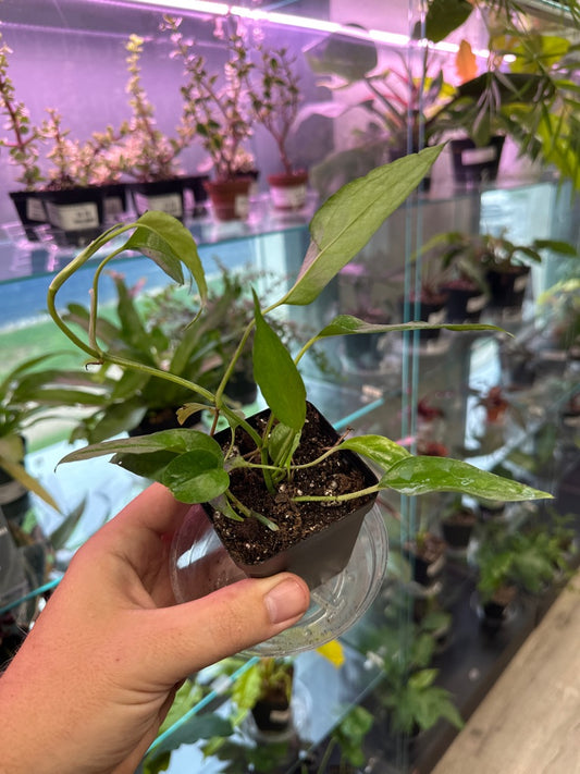 Epipremnum Aureum 'Skeleton Key' (#999123077)