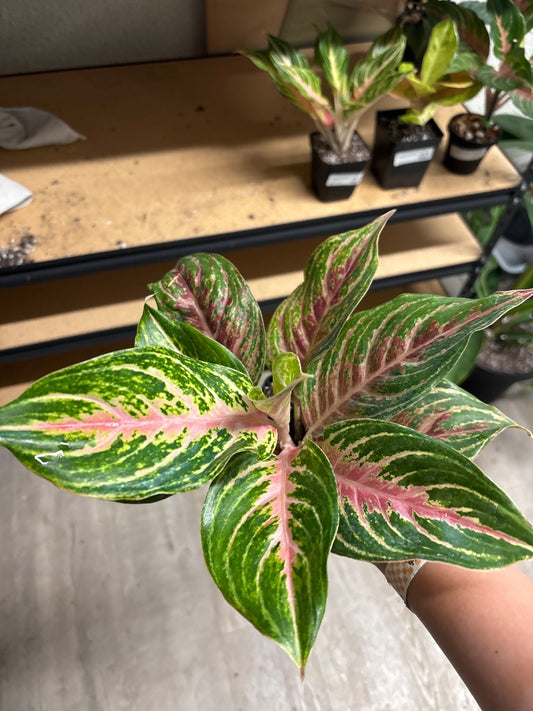 Aglaonema Mahanakorn (#1656719714)