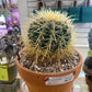 Echinocactus grusonii (#894668073)